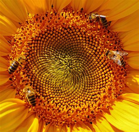 Sunflower Bees Summer Free Photo On Pixabay