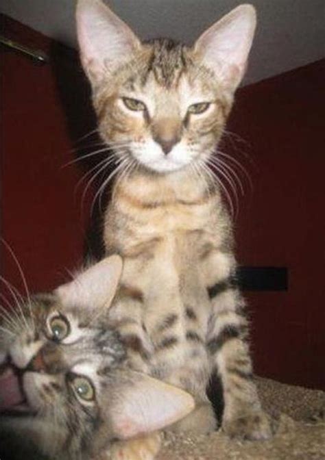 epic cat photobombs  funny feline evildoers team jimmy joe