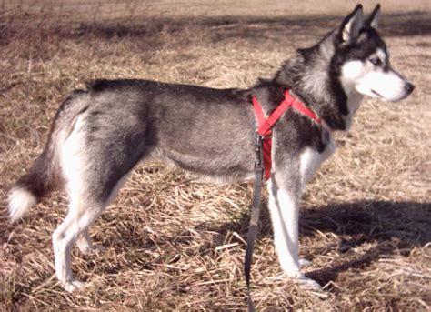 Siberian Husky Wikipedia
