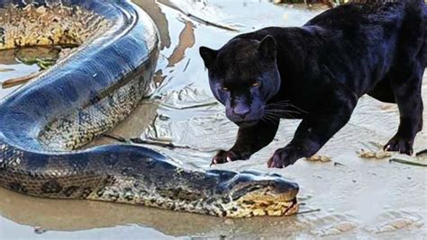 Black Jaguar Attacks Anaconda Mercilessly Nexth City