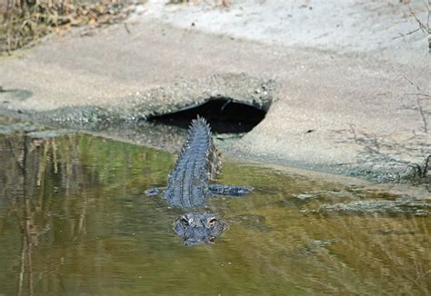 Alligator Emerging From Hole Villages