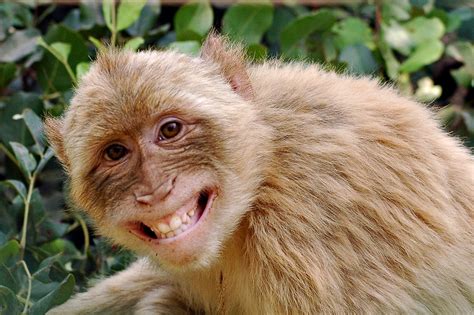 Monkey | Animal Wildlife