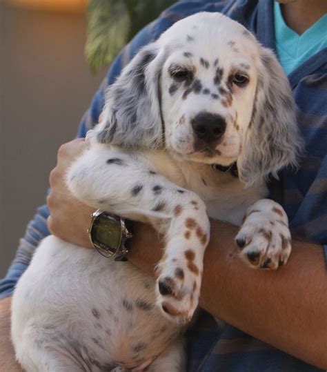 Since 2011 we have been working with a line of you will find the typical ryman, hemlock lines in these bloodlines but what you will also find some of. Harry Flashman, the Ryman English setter, at 9 weeks. Darn cute belly. | Funny dog videos ...