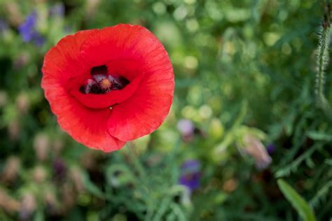 Corn Poppy Papaver Rhoeas Thomas Jeffersons Monticello