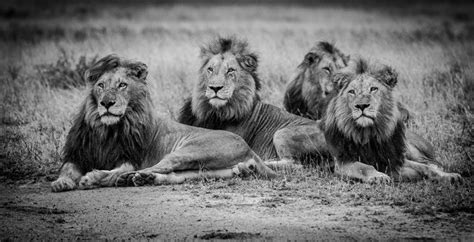 World Lion Day A Tribute To The King Of The Beasts Londolozi Blog