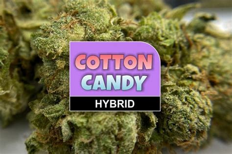 Cotton Candy Strain Review And Information The Chronic Beaver