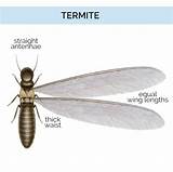 Termite Anatomy