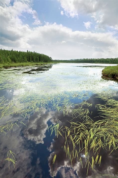 Grasses In A Pond With A Reflection Of Photograph By Susan Dykstra