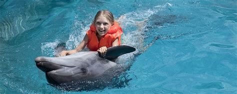 Why And How Do Dolphins Save People Better For Fish