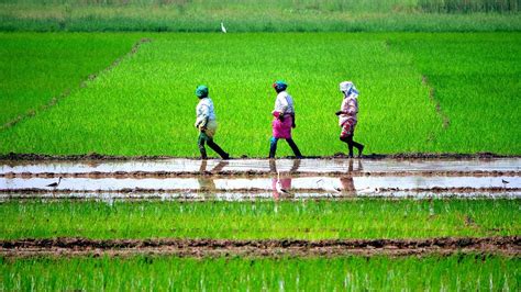 Tamil Nadu Government To Appoint Agriculture Scientists To Support
