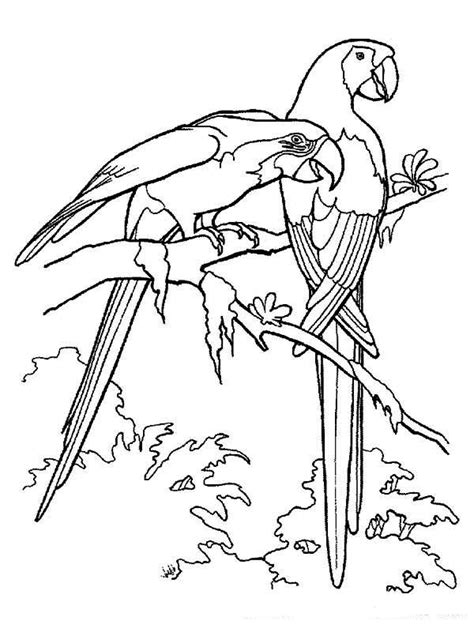 Coloring pages for kids free printable colorings pages to print. Macau Bird Rainforest Coloring Page - Download & Print ...