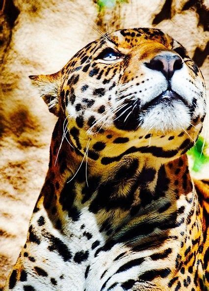 55 Best Jumping Jaguars Images Animals Jaguar Big Cats