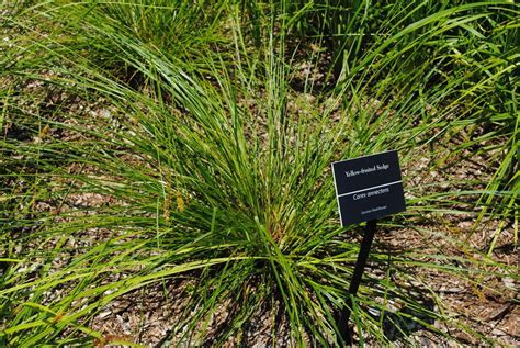 Photo Of The Entire Plant Of Yellow Fruit Sedge Carex Annectens