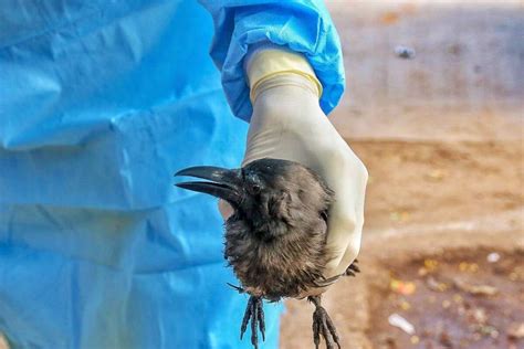 Bird flu (also known as avian influenza or hpai h5) is a viral disease that affects wild birds, captive wild birds and domestic poultry (including backyard chickens). Gujarat: Four crows found dead in Junagadh amid bird flu ...