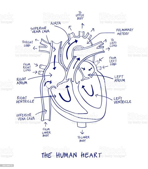 Ilustración De Diagrama De La Anatomía Del Corazón Humano Línea Azul