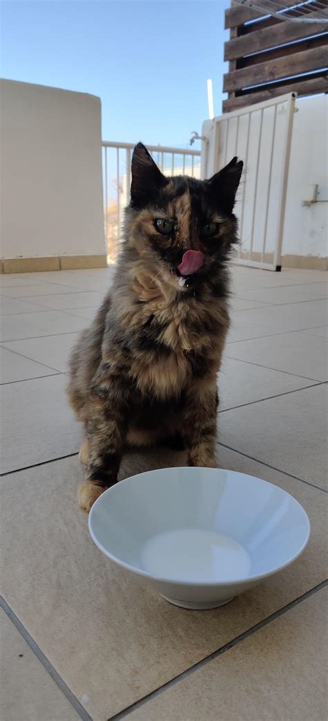 The short answer is no. This is Toby, the wild cat. I'm currently working in ...