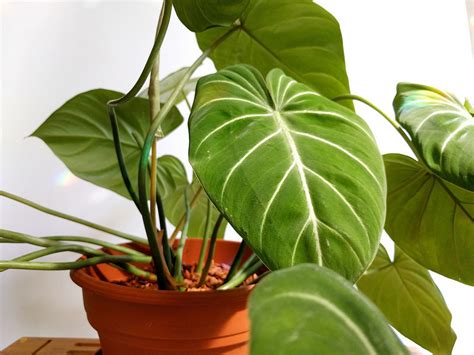 7 Hardy Indoor Plants For Inexperienced Gardeners