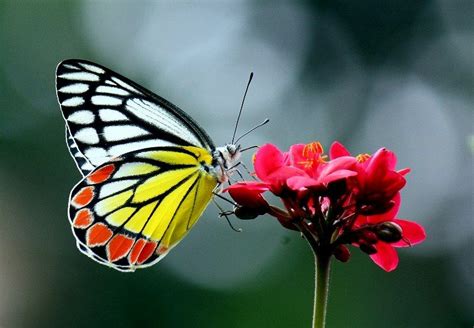 Top 14 Most Beautiful Butterflies In The World Amazing Colors Shapes