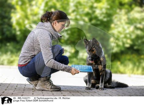 junge Frau füttert DDR Schäferhund RR Deutscher Schäferhund Hunde Tierfotoagentur