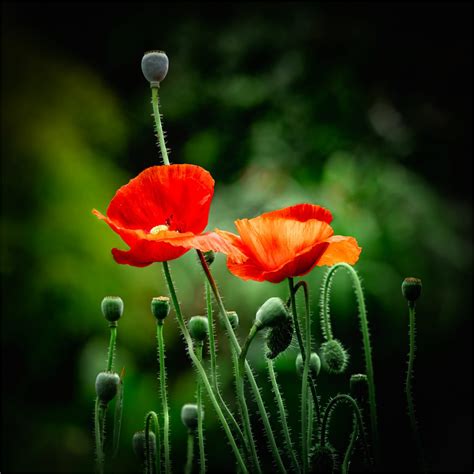 “garden Poppies” Frodsham And District Photographic Society