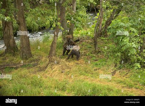 Two Grizzly Bear Cubs Playing On Their Hind Legs In Wooded Area Stock
