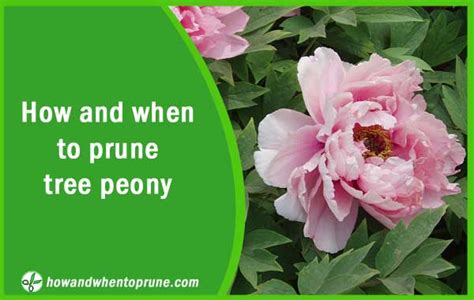 Pruning Tree Peony How And When To Prune Your Peonies