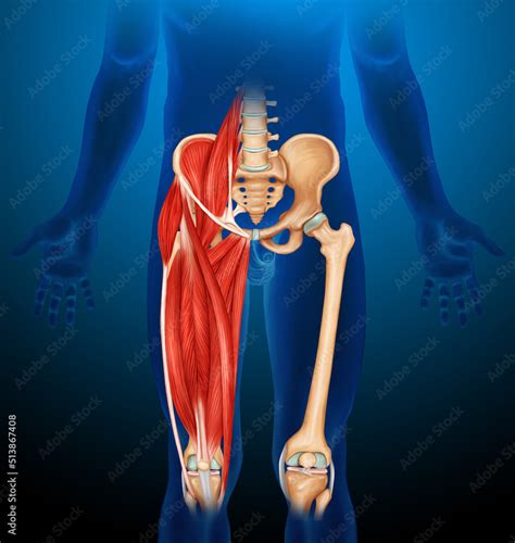 Leg Muscle Anatomy Medical Illustration Blue Body Stock Illustration