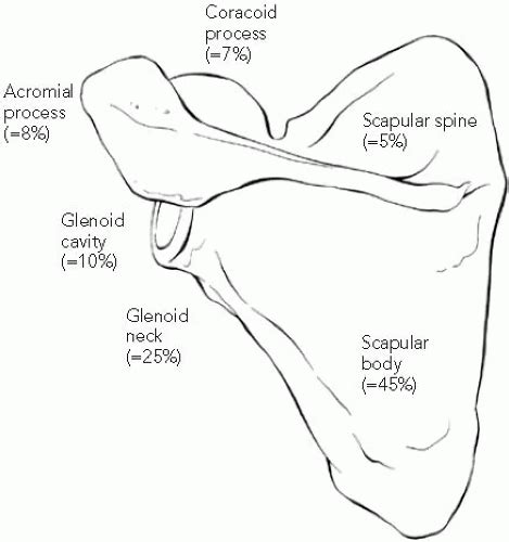 Scapular And Glenoid Fractures Musculoskeletal Key