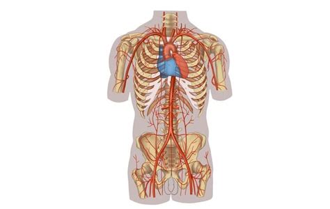 🥇 Anatomía Humana Regiones Anatómicas Del Cuerpo Humano