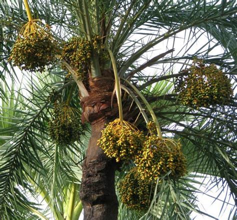 Best fruit trees for hot dry desert gardens which pomegranates, nectarines, figs, peaches, apples, grapes thrive in desert gardens. Date palm (Phoenix dactylifera L.) fruits | Feedipedia