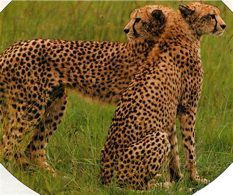 Two Headed Cheetah Optical Illusion