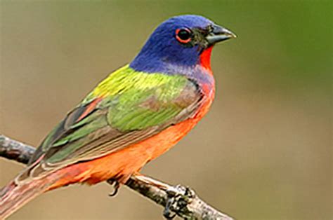 Jenis burung cinta atau lovebird yang asli kebanyakan. 10 Jenis Burung Paling Cantik dari Seluruh Penjuru Dunia ...