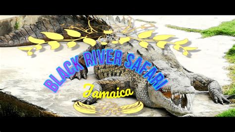 Black River Safari Jamaica Eamorim Youtube