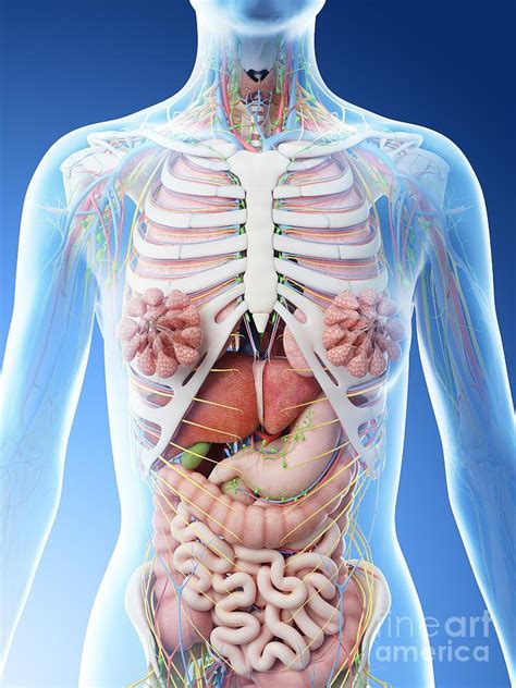 Drawing spheres and cylinders for the upper arm. Upper Torso Anatomy - Huge collection, amazing choice, 100 ...