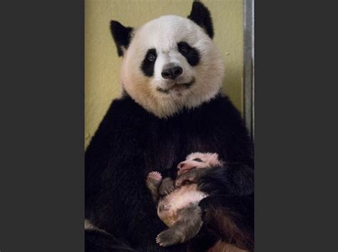 Scarica panda géant beauval foto stock ed esplora foto simili in adobe stock. PHOTOS. Le bébé panda du zoo de Beauval baptisé par ...