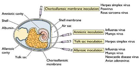 Maybe you would like to learn more about one of these? Cultivation of virus