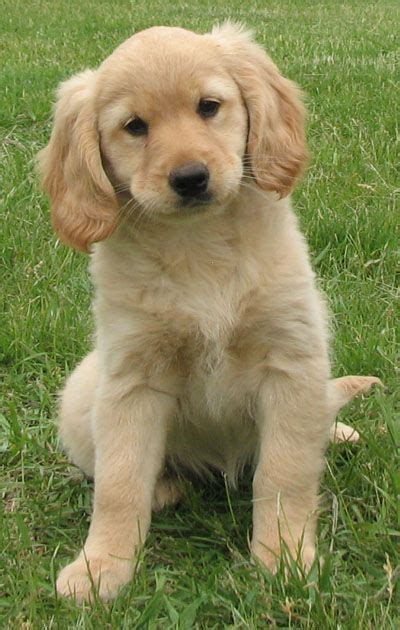 Golden Retriever Puppies For Sale Raleigh Nc 289032