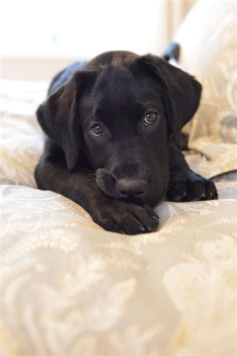 Now easily browse the cutest high quality pictures of puppies and dogs on the internet. These Labradors Will Make You A Better Person