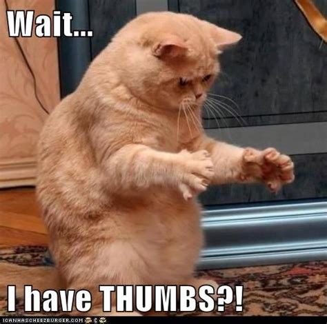 Thumbs Funny Animal Pictures Funny Cats Funny Animals