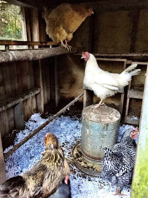 13 amazing chicken bedding ideas they will love homesteading alliance