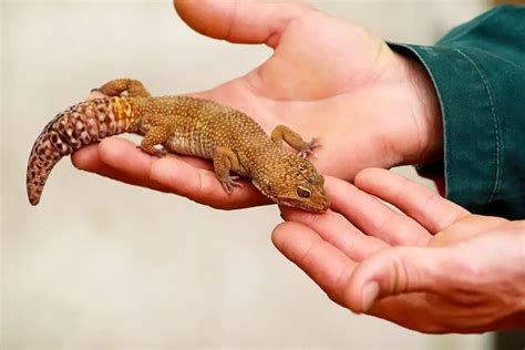 Are Leopard Geckos Easy To Take Care Of All You Need To Know