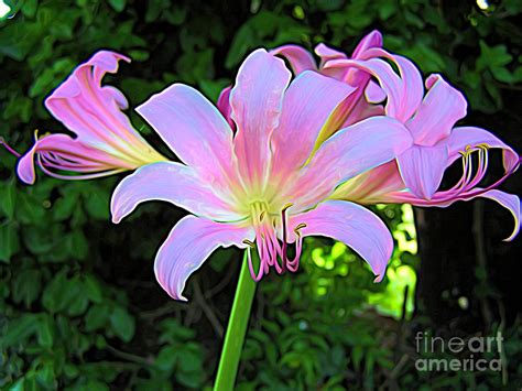 The Center Light Of The Lily Photograph By Debra Lynch Fine Art America