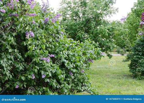 Plantas Arbustos Con Flores Violetas