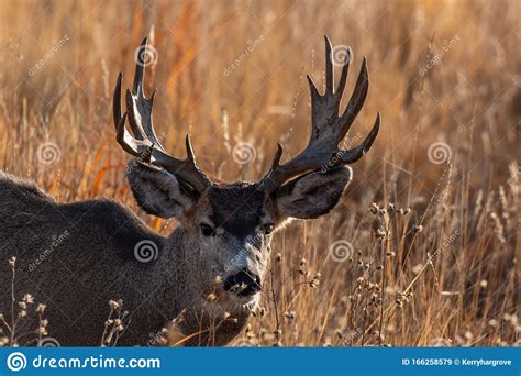 A Mule Deer Buck With Palmated Antlers 库存图片 图片 包括有 动物区系 搜索 166258579
