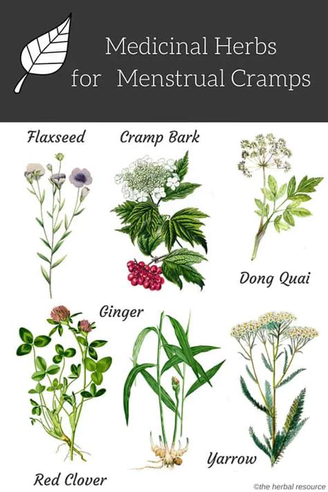 Herbs For Menstrual Cramps Uses Benefits And Side Effects