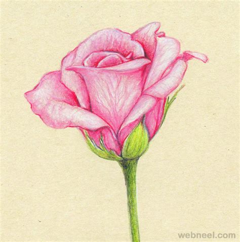 45 Beautiful Flower Drawings And Realistic Color Pencil Drawings