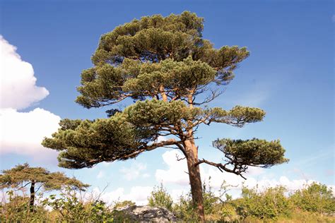 Species Of The Week Scots Pine Irish Wildlife Trust