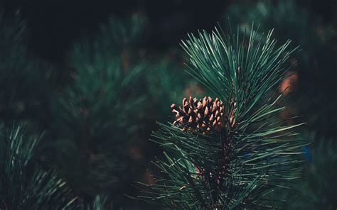 Pine Wallpapers Top Free Pine Backgrounds Wallpaperaccess