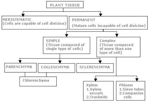 Classification Of Plants Tissues And Their Function