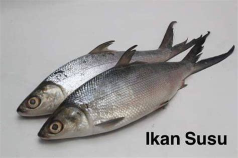 Macam biasa tompinai masak ikan dengan masakan yang simple dan sedap! Beautiful Lie in a Beautiful Life: Ikan Susu